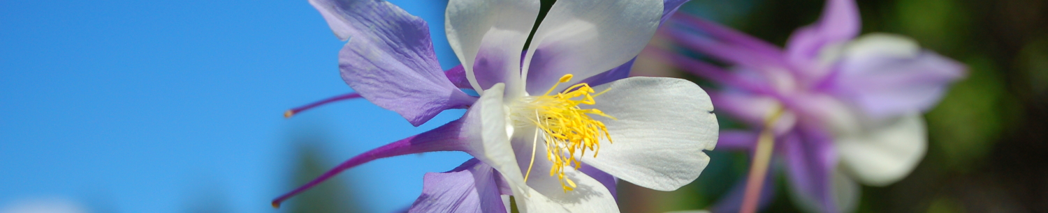 K_Line Christian Online Rotating Header Image